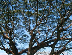 Sustainable Construction with trees