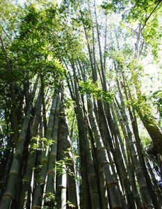 Costa Rica Green Bamboo