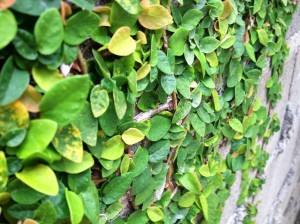 Small leafed tropical climbing vine